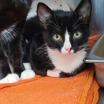 Cheerio -  Domestic Short Hair Cat for Adoption in Davenport, Iowa - Cheerio | PetCurious