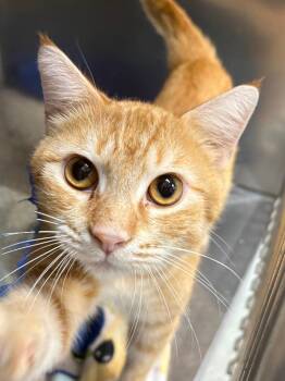 Cheetos -  Domestic Short Hair Cat for Adoption in Little Rock, Arkansas - Cheetos | PetCurious