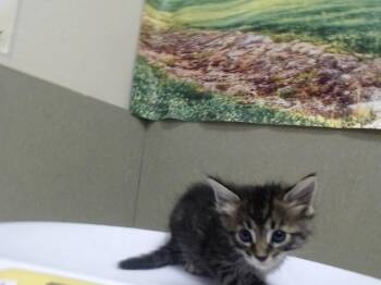 A554266 -  Domestic Long Hair Cat for Adoption in Moreno Valley, California - A554266 | PetCurious