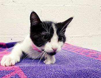 SAM -  Domestic Short Hair Cat for Adoption in Brentwood, Missouri - SAM | PetCurious