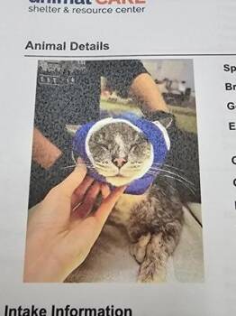 Samsung TV -  Domestic Short Hair Cat Available for Adoption in Cincinnati, Ohio - Samsung TV | PetCurious