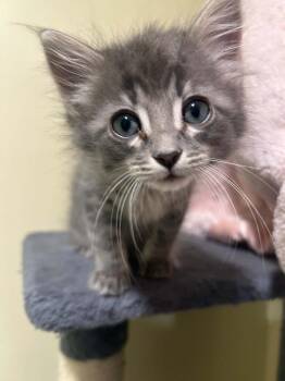 Rojas -  Domestic Medium Hair and Manx Cat for Adoption in Minneapolis, Minnesota - Rojas | PetCurious