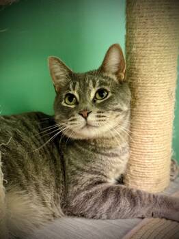 Rescue Domestic Short Hair Cats for Adoption in Waynesville, Missouri - Stills | PetCurious