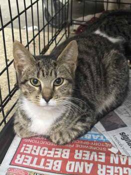 Rescue Domestic Short Hair Cats for Adoption in Cumberland, Maryland - Val | PetCurious