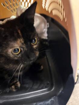 Rescue Domestic Short Hair Cats for Adoption in Burbank, California - MOCHA FREEZE | PetCurious
