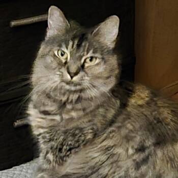 Domestic Short Hair Cats Available for Adoption in Vineland, New Jersey - Jewell | PetCurious