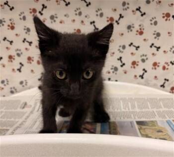 POOH BEAR -  Domestic Short Hair Cat for Adoption in Riverside, California - POOH BEAR | PetCurious