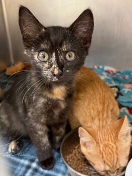 Kit -  Domestic Short Hair Cat for Adoption in Cincinnati, Ohio - Kit | PetCurious