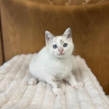 Floatie--In Foster***ADOPTION PENDING*** -  Domestic Short Hair and Siamese Cat for Adoption in Fargo, North Dakota - Floatie--In Foster***ADOPTION PENDING*** | PetCurious