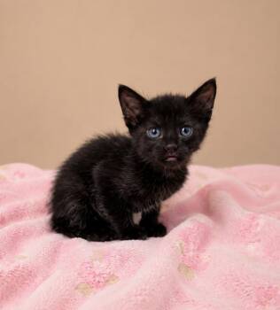 Raven -  Domestic Short Hair Cat for Adoption in Lafayette, Louisiana - Raven | PetCurious