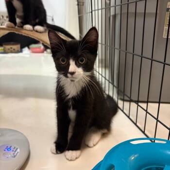 Pecorino -  Domestic Short Hair Cat for Adoption in Philadelphia, Pennsylvania - Pecorino | PetCurious