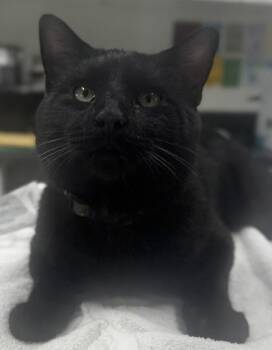 Domestic Short Hair Cats Available for Adoption - Bowtie | PetCurious