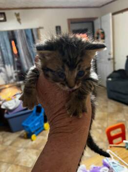 Bottle Feeder 3 -  Domestic Short Hair Cat Available for Adoption in Snyder, Texas - Bottle Feeder 3 | PetCurious