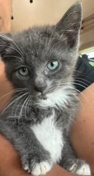Rescue Tuxedo Cats for Adoption in Capshaw, Alabama - FINNEAS | PetCurious