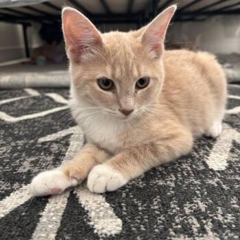 Rescue Domestic Short Hair Cats for Adoption in Calverton, Maryland - Lucy | PetCurious