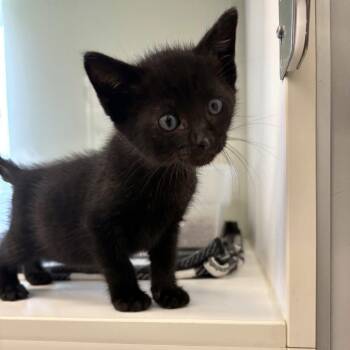 Domestic Short Hair Cats Available for Adoption in Beaumont, Texas - Shade | PetCurious