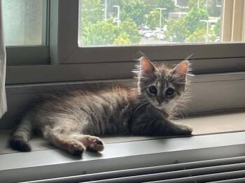 Scrappy -  Maine Coon and Domestic Medium Hair Cat for Adoption in Mission Viejo, California - Scrappy | PetCurious