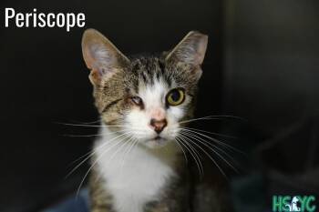 Periscope -  Domestic Short Hair Cat for Adoption in Fort Mill, South Carolina - Periscope | PetCurious