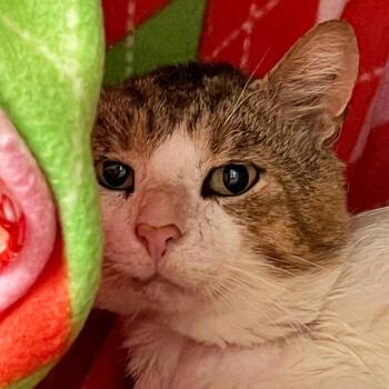 Hazard -  Domestic Short Hair Cat for Adoption in Olean, New York - Hazard | PetCurious