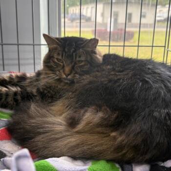 Violet -  Domestic Long Hair Cat for Adoption in Valdosta, Georgia - Violet | PetCurious