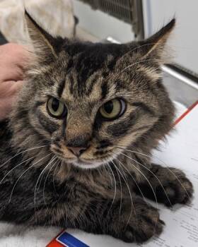 Rescue Domestic Medium Hair and Domestic Short Hair Cats for Adoption in Cleveland, Ohio - Ricia | PetCurious