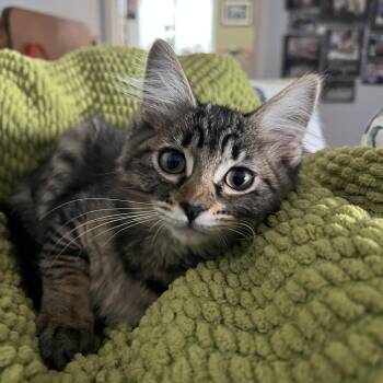 Rescue Maine Coon Cats for Adoption in South San Francisco, California - Shannon | PetCurious