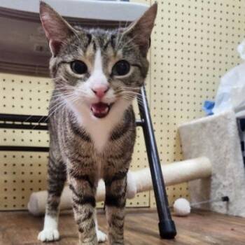 Domestic Short Hair Cats Available for Adoption in Phoenixville, Pennsylvania - Stella | PetCurious