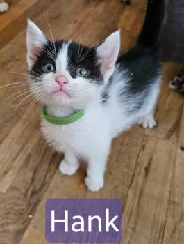 Hannah (half white half black face -  Domestic Short Hair Cat Available for Adoption in Kennewick, Washington - Hannah (half White Half Black Face | PetCurious