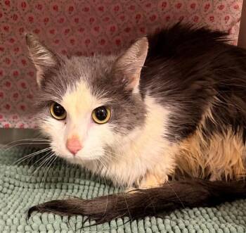 EUNICE -  Domestic Medium Hair Cat for Adoption in Minneapolis, Minnesota - EUNICE | PetCurious