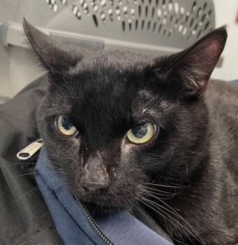 Carbon -  Domestic Short Hair Cat for Adoption - Carbon | PetCurious