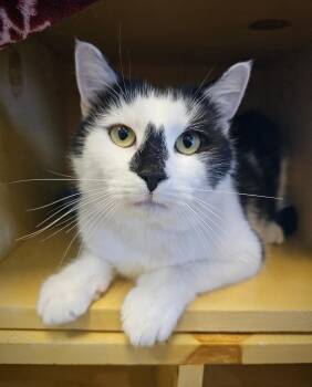 Rescue Domestic Short Hair Cats for Adoption in Reading, Vermont - Jesse | PetCurious