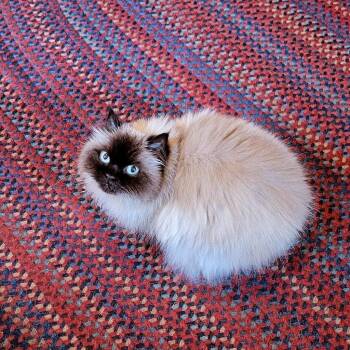 Rescue Himalayan Cats for Adoption in Medfield, Massachusetts - Ashis And Cindis/Courtesy Post | PetCurious