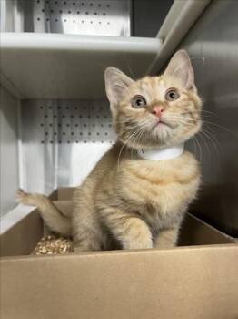 *CROUTON -  Domestic Short Hair Cat for Adoption in Woodland, California - *CROUTON | PetCurious
