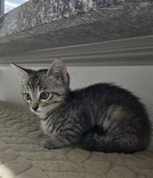 Hartlyn BR14435-T -  Domestic Short Hair Cat for Adoption in Missouri City, Texas - Hartlyn BR14435-T | PetCurious