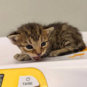 Mister -  Domestic Short Hair Cat for Adoption in Tampa, Florida - Mister | PetCurious