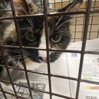 Calypso -  Domestic Short Hair Cat for Adoption in Philadelphia, Pennsylvania - Calypso | PetCurious
