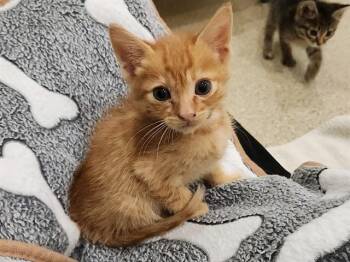 TOM -  Domestic Short Hair Cat for Adoption in Riverside, California - TOM | PetCurious