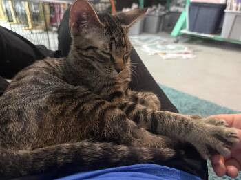 Domestic Short Hair Cats Available for Adoption in Dallas, Texas - Marty 0437 | PetCurious