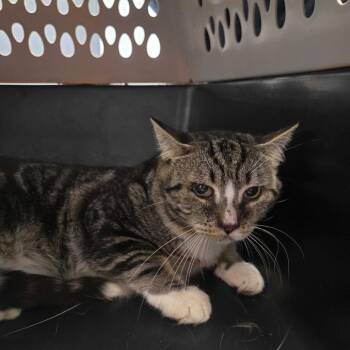 Belt Buckle -  Domestic Short Hair Cat for Adoption in Spruce Pine, North Carolina - Belt Buckle | PetCurious
