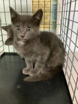 Domestic Short Hair Cats Available for Adoption in Largo, Florida - Fester | PetCurious
