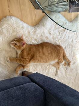 Nate -  Domestic Short Hair Cat for Adoption in Wading River, New York - Nate | PetCurious