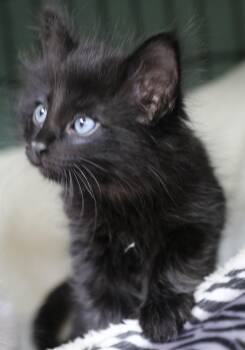 Raja -  Maine Coon and Domestic Long Hair Cat for Adoption in Cut Bank, Montana - Raja | PetCurious