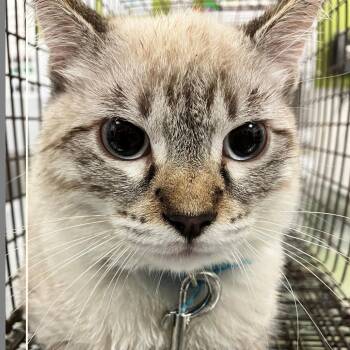 112580 -  Domestic Short Hair Cat for Adoption in Las Cruces, New Mexico - 112580 | PetCurious