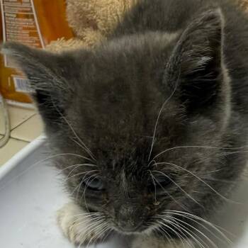 HuggyWuggy -  Domestic Medium Hair Cat for Adoption in Klamath Falls, Oregon - HuggyWuggy | PetCurious
