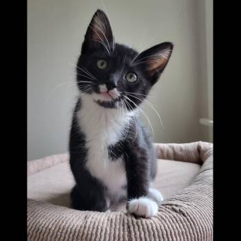 Rescue Domestic Short Hair Cats for Adoption in Washougal, Washington - Theo | PetCurious