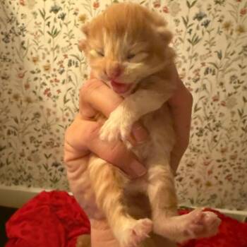 Parallelogram C10787 -  Domestic Short Hair Cat for Adoption - Parallelogram C10787 | PetCurious