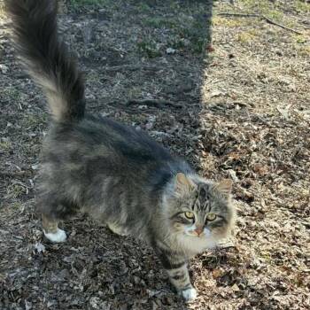 Domestic Medium Hair Cats Available for Adoption - Nancy Drew (Hardison 3) | PetCurious