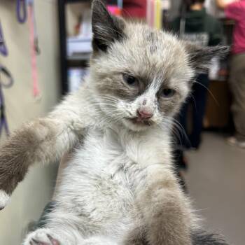 NYELLIE -  Ragdoll Cat for Adoption in Richmond, California - NYELLIE | PetCurious