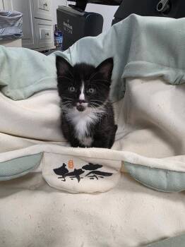 Rescue Domestic Long Hair Cats for Adoption in Ontario, Oregon - Lincoln (Tiffany Kitten 5) | PetCurious