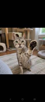 Trojan -  Domestic Short Hair Cat for Adoption in Albany, Georgia - Trojan | PetCurious
